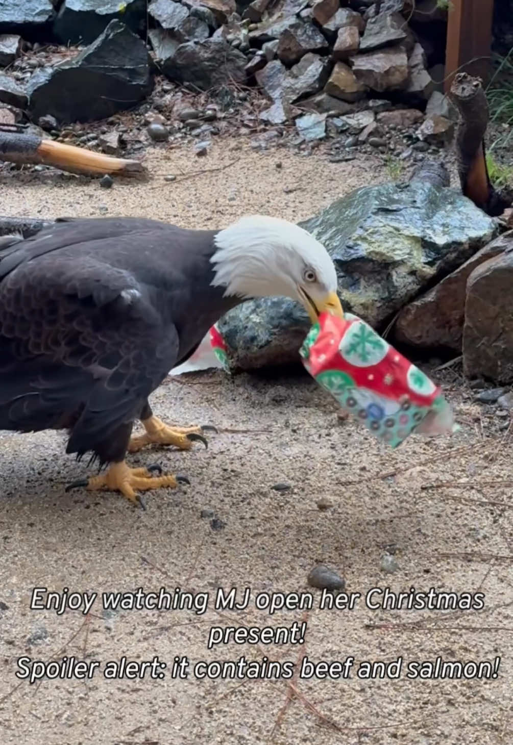 Merry Christmas and Happy Holidays from our family to yours! Enjoy watching Ms. Jefferson, our 20 year old female bald eagle, open her holiday gift, which contains salmon and beef. Yum!🎁 As long as we know the animal won’t consume the paper, food wrapped in paper is great enrichment, especially for an animal who seems to enjoy tearing things up😊 We wish you a safe and happy holiday!🎄❄️  PSA: We apologize for the music over the video. When we posted it, we did not realize music had been automatically put on the video🥲 #wildlifeimages #savingwildlife #wildliferehabilitation #rescuewildlife #wildliferehab #christmas #holiday #gifts #baldeagle #fyp 