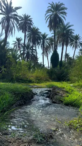 جمال طبيعة وادي قنونا بالعرضيات 🍃 #طبيعة #اكسبلور #اكسبلوررر #العرضيات#fypシ #هشتاك_تيك_توك #لايك #اكس #بقر 