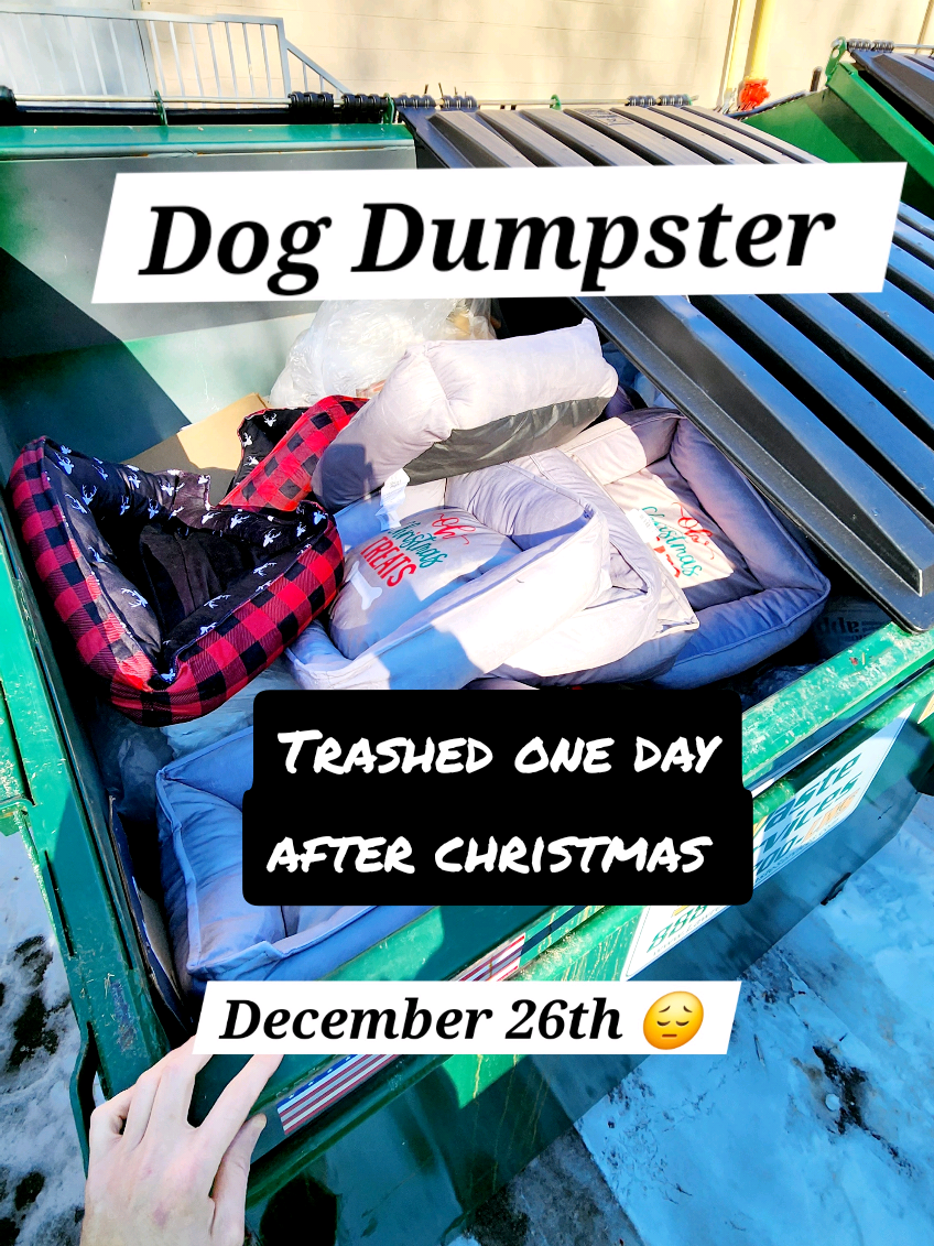 Dog dumpster was loaded with brand new beds. 15 minutes after Christmas ends this store already started throwing away donatable animal items. DO dog beds expire once Christmas ends? I donated them and also 100 pet coats today.  #dumpsterdiving #dog #dogs #animals #fyp 