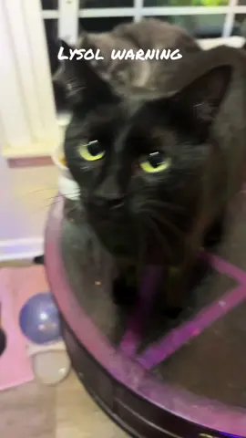 We woke up on Christmas to find our glorious cat son Gomez furiously bathing, and a strong chemical smell. Apparently he knocked over a bottle of Lysol on himself and was bathing it off causing extreme respiratory distress. after an emergency vet visit , steroids  and antibiotics. He seems to be doing better. Please send good vibes for Gomez Batterson the void. I’ll be cleaning out my house of all chemicals. #lysol #cleaning #cat #emergencyvet #grateful #goodvibes 