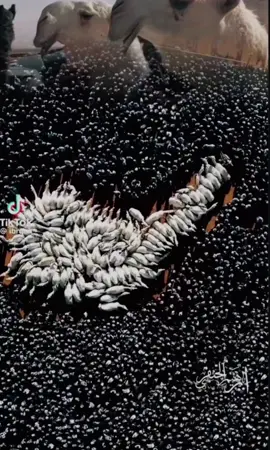 قحطان دايم ☝🏻❤️❤️ #مهرجان_الملك_عبدالعزيز_لمزاين_الابل9 #ابن_جخدب #الابل #قحطان #قحطان505 #الصياهد #foryoupage #4you #الصياهد_رماح #الرياض_جده_مكه_الدمام_المدينه #تصميم_فيديوهات🎶🎤🎬 