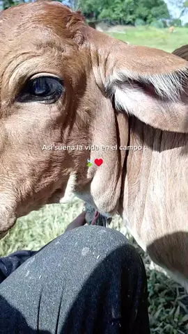 Estados para dedicar 🍃♥️ Karlos <rolitas> para dedicar 🥰 #resbalandito🐴 #VicenteFernandez #teladedico❤ #parati #ganaderia 