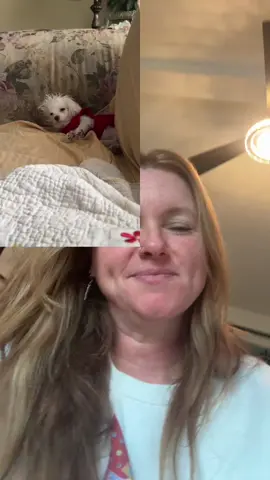 #greenscreen He didnt know the day week or year 🤣@Oliver J Dog (OJ) #ToTheComments #Funny #dogs #dogsoftiktok 