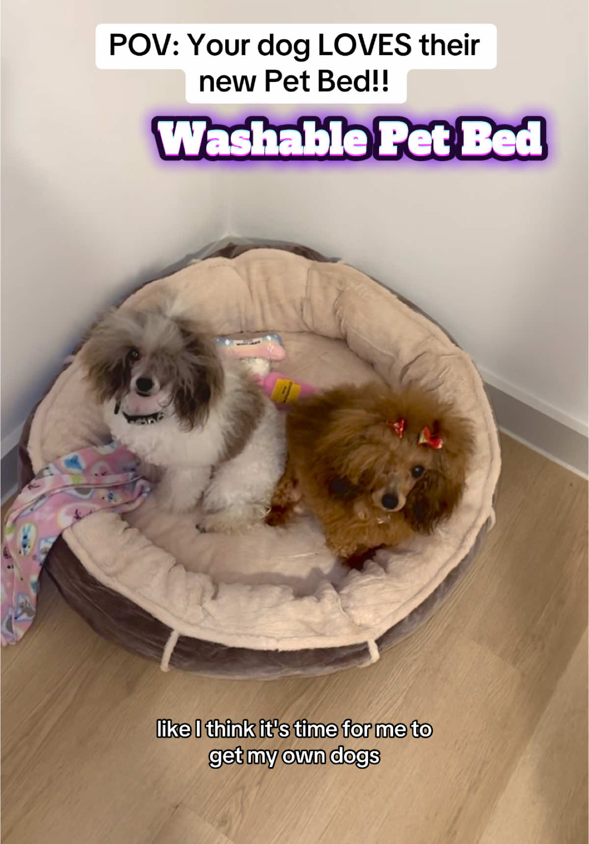 Cozy Washable Pet Bed!! #petbed #pets #dogs #dogsoftiktok #cats #catsoftiktok #toypoodle #poodlesoftiktok #washable 