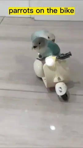 Parrots on the bike.#funnyy #funnyvideo #funnytiktok #humor #laugh #fyp #funnyanimals #tik #bird #parrot #funnymoments #foryouu 