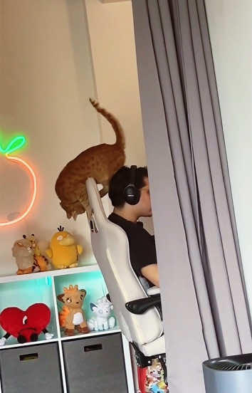 The cat is disturbing my work#funnycats #funnyanimals #petvideos #cat #catsoftiktok #fyp #usa #longervideos