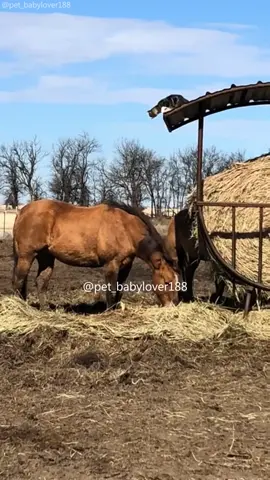 Cats and horses are beat friends!🥰👫🏻 #cat #cats #cutecat #catlover #catsoftiktok #fyp #foryou #foryoupage #funny #fypシ #funnycat #funnyvideos #funnytiktok #funnyanimals #kitty  #horses #horsesoftiktok #farm 