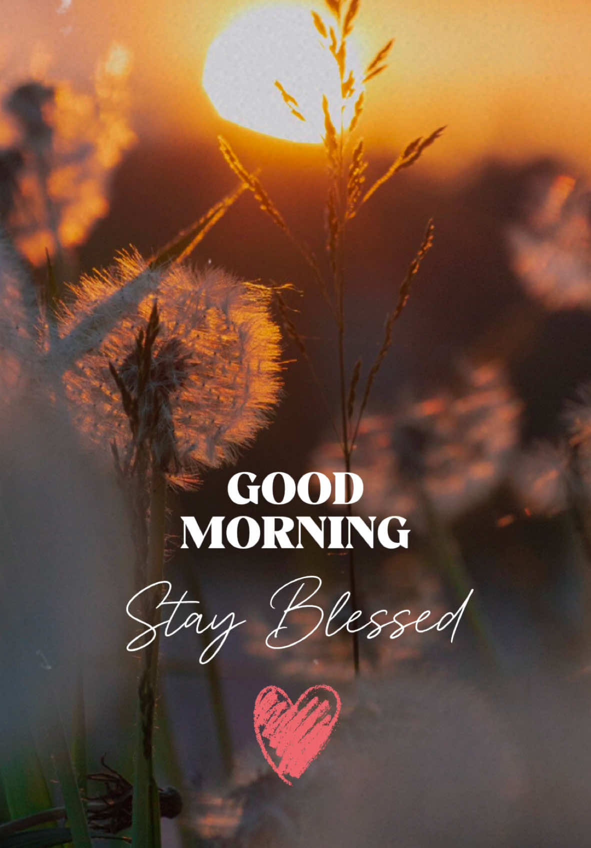 Stay Blessed ❤️ #CapCut #morning #daily #greetings #aesthetic #fyp