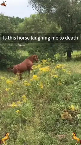 This horse is not easy to get along with🤣🤣#tiktok #foryou #amusing #fascinating #horse 
