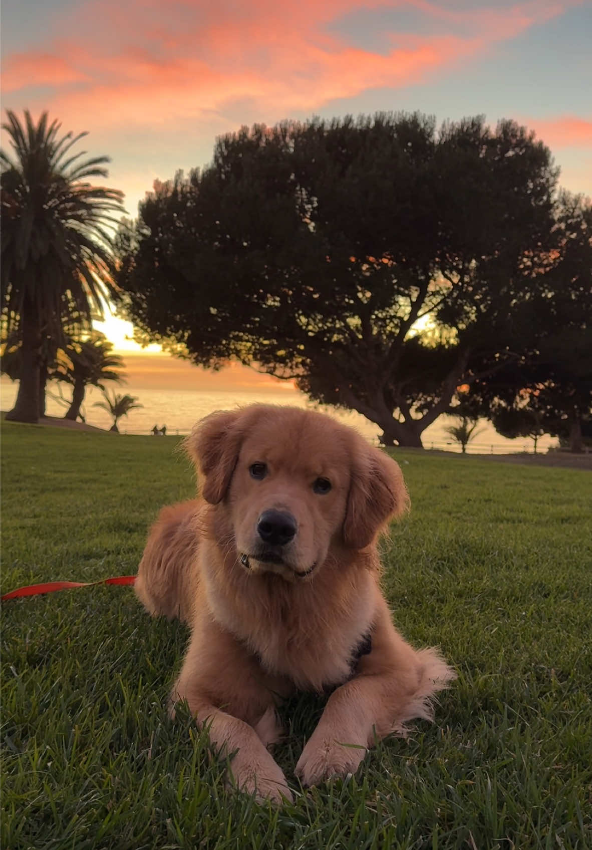 I hope he's my dog in every universe 🤍 #dogsoftiktok #goldenretriever 