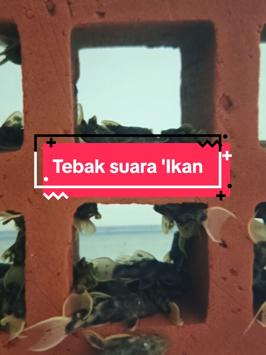 Suara Ikan di bagi menjadi 3 golongan, Ikan Murah, Ikan  Biasa, Ikan Mahal. Ada yg tau bedanya? #VoiceEffects #ikanhias #pleco #freshwateraquarium #freshwatertank #aquascape 