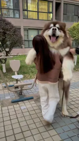 What an amazing dog, bigger than a girl!!!!🤯 #alaskanmalamute #malamute #alaskanmalamutesoftiktok #puppytiktok #dog #doglover #dogsoftiktok #puppy #happy #cute #fun #fypシ #tiktoklive #trending #trend #tiktok #catsoftiktok #capcut #teamwork #pet #pets #❤️