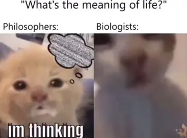 #meanjngoflife #biology #biologist #meme #fypシ #fy #foryou #foryourpage #cat #catsoftiktok #funnyvideo 