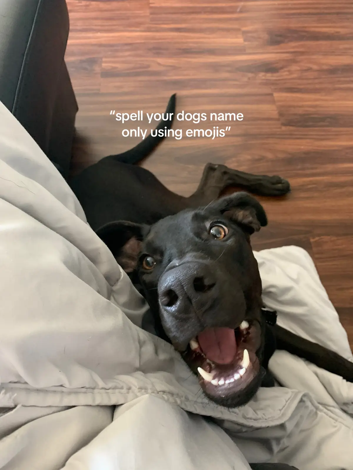 my pookie!!! #dogsoftiktok #fyp #xybca 