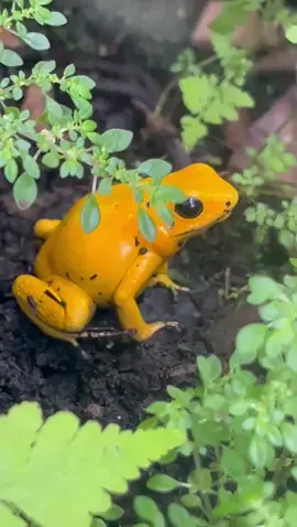 #ranaamarillavenenosa #ranavenenosa #medellin The orange poison dart frog is likely a reference to the golden poison frog (Phyllobates terribilis), a species known for its vibrant coloration and potent toxicity. Found in Colombia, particularly in the rainforests near the Pacific coast, this frog is among the most toxic animals on Earth.#tiktokcolombia🇨🇴 #EstoEsParaTi #adventure 