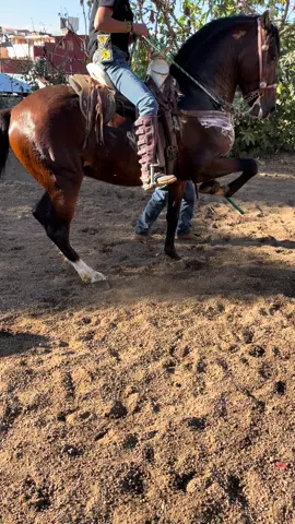 #caballosbailadores #paratii #caballos #mujeresdeacaballo #viralvideos #paratiiiiiiiiiiiiiiiiiiiiiiiiiiiiiii #mujeresqueinspiran 