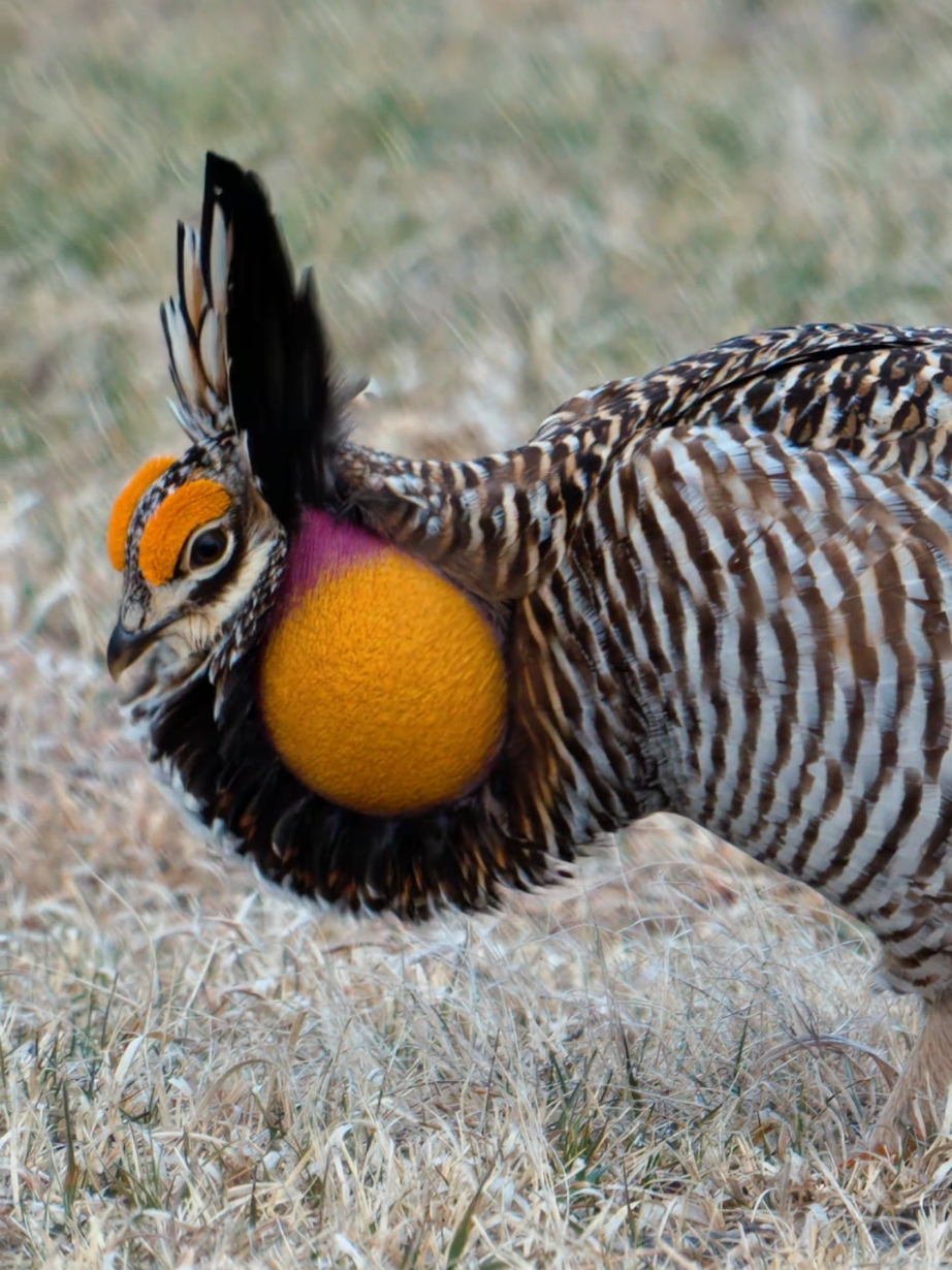 A grassland chicken trying to turn into a rabbit seems to be mumbling something. Its courtship strategy is all about versatility—look, even shape-shifting is part of the plan! The greater prairie-chicken or pinnated grouse (Tympanuchus cupido), sometimes called a boomer, is a large bird in the grouse family.  Greater prairie-chickens do not migrate. They are territorial birds and often defend their booming grounds. These booming grounds are the area in which they perform their displays in hopes of attracting females. Their displays consist of inflating air sacs located on the side of their neck and snapping their tails. These booming grounds usually have very short or no vegetation. The male prairie-chickens stay on this ground displaying for almost two months.  #greaterprairiechicken #birds #DidYouKnow 