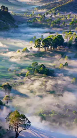 An ethereal valley where trees rise from a sea of clouds, flowing like a dream. ✨ #ethereal #dreamlike #landscape #surreal #nature 