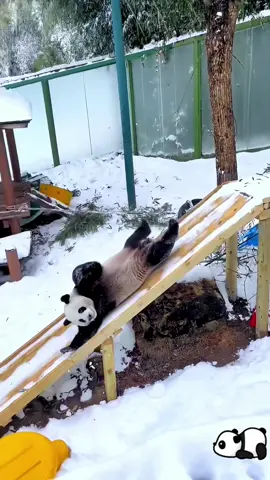 Panda enjoying sliding 🥰🐼#pandalover #funnyvideos #funnytiktok #panda #cute #funnymoments #fypツ #PetsOfTikTok #tik_tok 