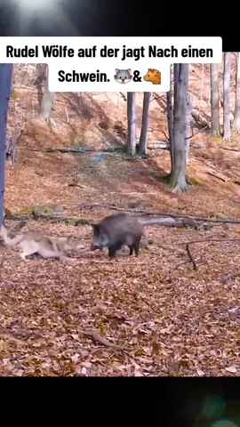 Rudel Wölfe auf der jagt Nach einen Schwein. 🐺&🐗Weil Menschen immer sagen an Schweine trauen sich ein Rudel Wölfe nicht ran.#wolf #amazing #nature #wildlife #wolves #schwein 