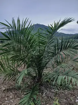 ga bisa bergaya soalnya sawit masih kecil😅#sawit #sawitontiktok #sawitbangka #sawitbangkabelitung #storysawit #munculberanda #anakpetani #bangka #petanisawit #fyp #xyzbca 