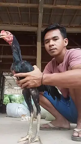 MENYALA AYAM KU🔥 #bangkok  #pakoy 