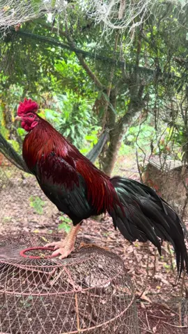 ขนพน้อม80%แล้ว🥰 #ศ_เจริญศักดิ์#อนุรักษ์ไก่ใต้🐓 #อนุรักษ์ไก่เดือยภาคใต้🐓❤️ #เด็กใต้ป้ายสุราษฎร์ #เด็กใต้ป้ายสุราษฎร์ 