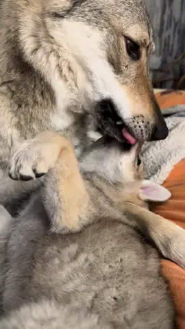 Мама вовк #wolf #вовк 