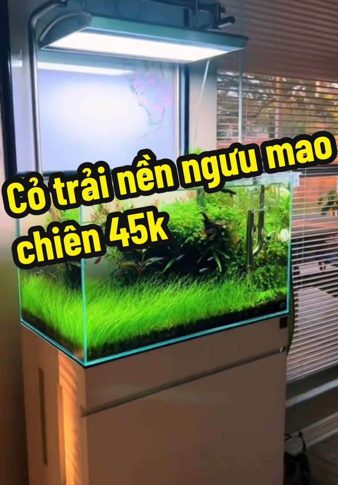 Cỏ trải nền ngưu mao chiên xanh mướt mềm mại 😍😍😍#nhungnhungmêcá #câythủysinh #ngưumaochien 