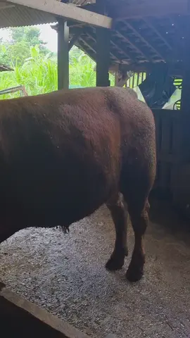 golek rezeki ojo sampek lali karo seng maringi rezeki  #masukberanda #motivasihidup #masukberandafyp #peternakmuda #fyppppppppppppppppppppppp 