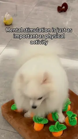 Cutiest Carrot & Field dog puzzle@@Nocciola Dog Toys #dog #dogsoftiktok #dogenrichment #fyp #puppies #puppyenrichment #puppytiktok #dogtoy #dogpuzzletoy 