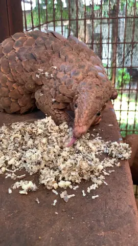 Begini kalo Tenggiling (Pholidota) makan  #tenggiling #hewanlucu #zoo #ragunan 