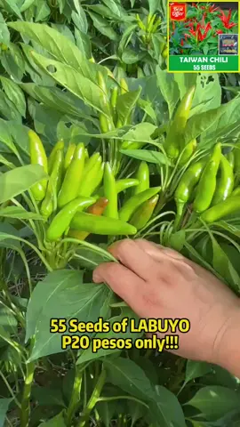 Taiwan F1 chilli (labuyo) #taiwanf1chilli #labuyo #labuyoseeds #seeds #vegetableseeds #chilliseeds #chillies 