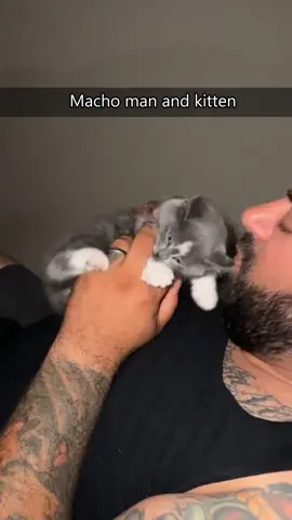 Kiss kitten🐈😘 #catsoftiktok #funny #fyp #cat #cutebaby #funnypets #kitten #kittensoftiktok #cutecat #pet #animals 