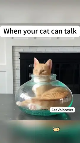 When your cat can talk #funnyvideo #funnymoments #pet #cat #catsoftiktok #funnycat #catlover #talkingcat #cattok #USA #usa🇺🇸 #usa_tiktok #voiceover #catvoiceover 