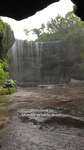 Did you ever want to pick up wildlife spotting but wasn't sure how to get started? Our ecologist Jie Yi is here to 'plant'🌼 some good ideas on finding wild animals. 👀 We challenge you to complete this wildlife spotting challenge at Mandai Wildlife West! 😉🐤🐝 #MandaiWildlifeReserve #MandaiWildlifeWest #SoSus #wildlife #wildlifespotting #wildlifesg #singapore #sg