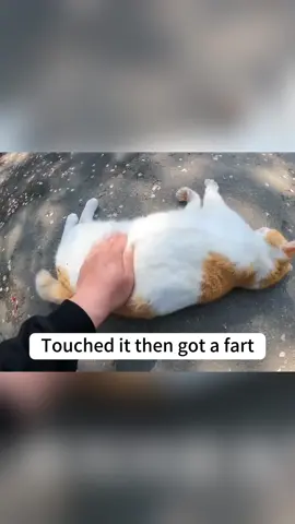 Cat fart 💨 #funnyvideo #cat #catsoftiktok #fyp #pet 