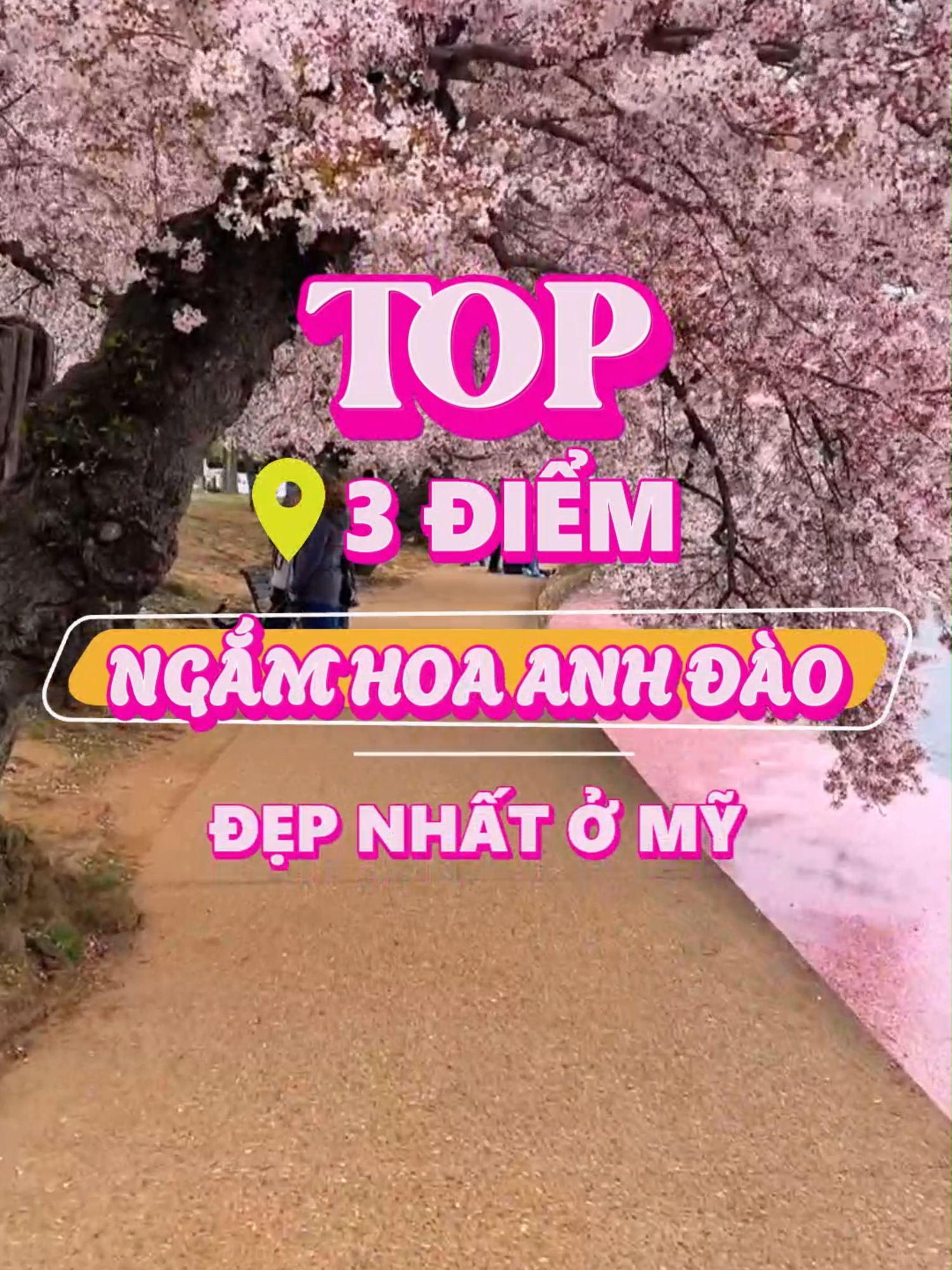 Top 3 địa điểm ngắm hoa anh đào đẹp nhất nước Mỹ #Vigotour #travel #dulich #hoaanhdao #usa #washingtondc #newyork #philadelphia #tiktoktravel #tiktoktrending