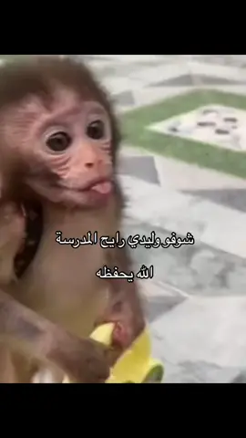 يكبر ويصبح عضيدي#قرد#foryou#fyb#explore  