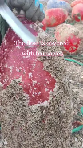 cleaning barnacles#barnacles#sea 