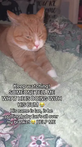 Tell me he isn’t doing what I think he is doing! WHAT IS HE DOING 😭 #catsoftiktok #fyp #helpme #IAN #ornagecat 