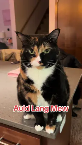 #auldlangsyne #singingcat #violet #mew #happynewyear 