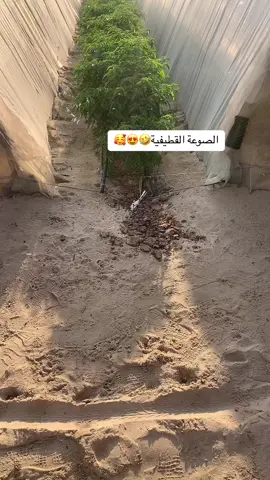 #الجش #السعودية🇸🇦 #الشعب_الصيني_ماله_حل #القطيف_الشععب_اللطيف #الشرقية #اكسبلورexplore #ستوريات #القطيف 