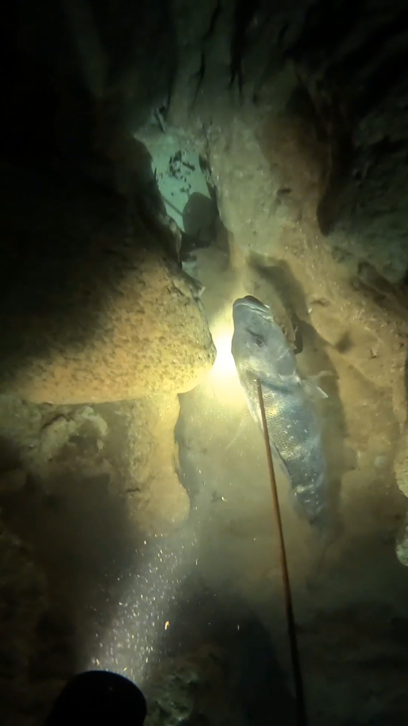 🌊Dentex and midnight🌕Part 4 #freediving #sperfishing🤿🎯 #foryoupage #fishing #fypシ゚ #octopus🐙 #fyp #libya #طرابلس #مصراته #زليتن #ليبيا #بنغازي #درنة #البيضة #fypp 