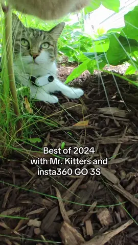 Ready for another great year with Mr. Kitters! 🎉📣🐈 @insta360_official  Check out the link in my bio to get 10% off the GO 3S! #fyp #cat #meow #insta360 #insta360catcam #insta360petcam 