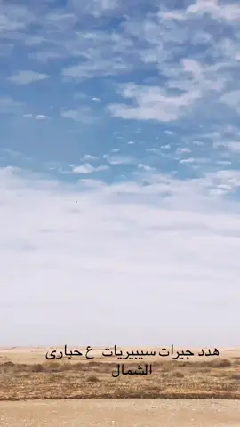 #مقناص #جيرات#حباري#فزاع#مقناص_الشمال#مكشات#هدد#الهلال#النصر#قطر#الإمارات#السعوديه 