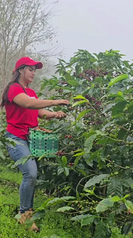 #temerarios🥰🎶🤞favoritas #cortandocafe🌿🍃☕ #elcamponopara👨‍🌾🌱🌱 #viral_video #Viral #parati 