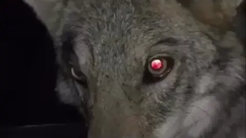 هذا الذئب رعن من أخطر الذئاب بالسعودية وهو من سلاله ذئاب الرعن البيور الأصيله للمالكً / طلال ناجي الغريب 111  #wolf #أكسبلور #اكسبلورexplore #الحدود_الشماليه #مخاوي_الذيابه #اكسبلوووور #الذئب #ماشاءالله #اكسبلور #ذئاب_الرعن #محمد_بن_سلمان_حبيب_الشعب #عرضةالاميرناصر_نواف_ال_سعود 💚👋🏻🇸🇦