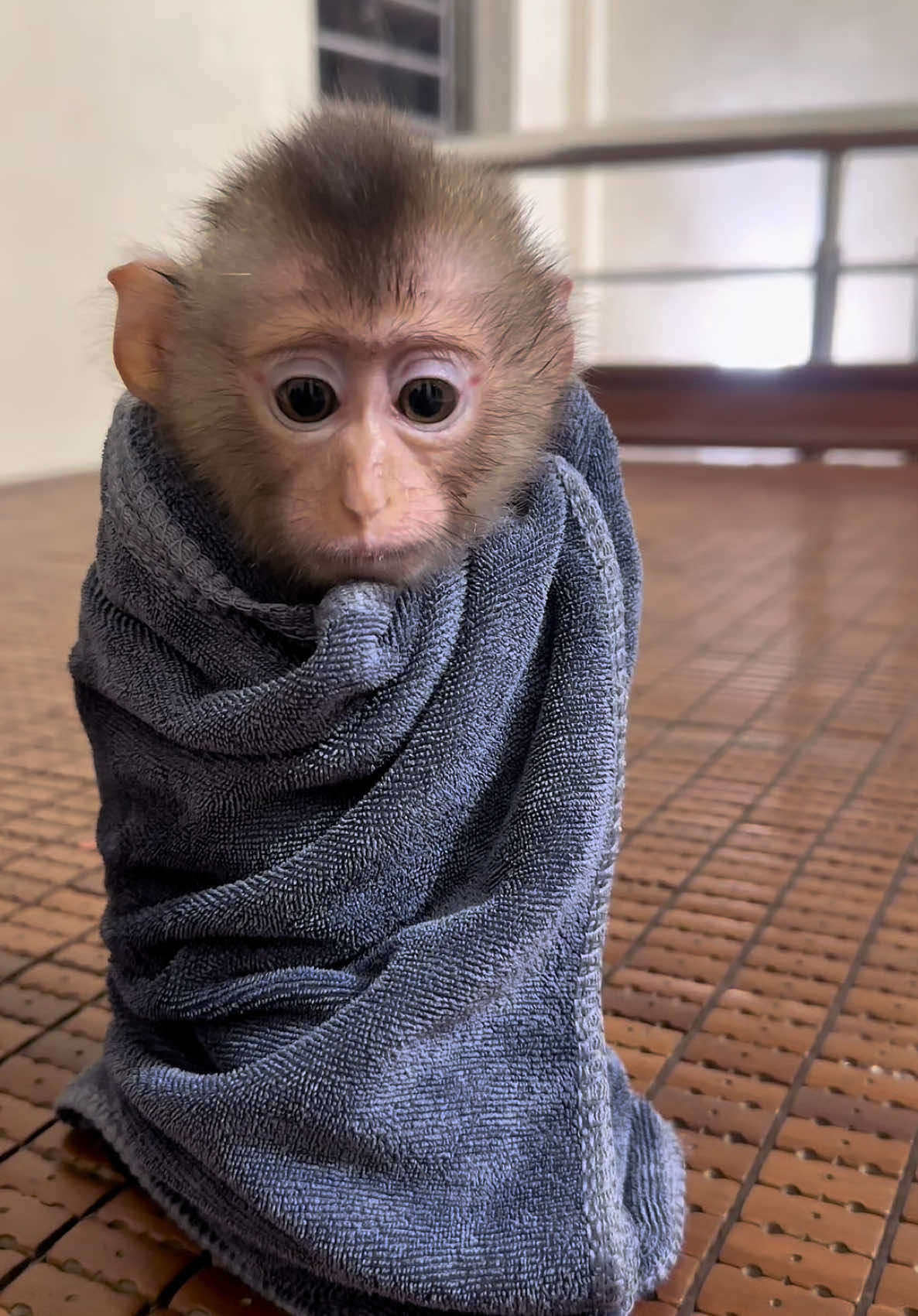 It’s too cold today, Dad. #monkeymimi #monkey #animals 