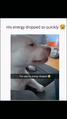 Funny and cute dogs compilation 🤣 🐕 #funnydog #funnypet #cutedog #dogsoftiktok #dog 